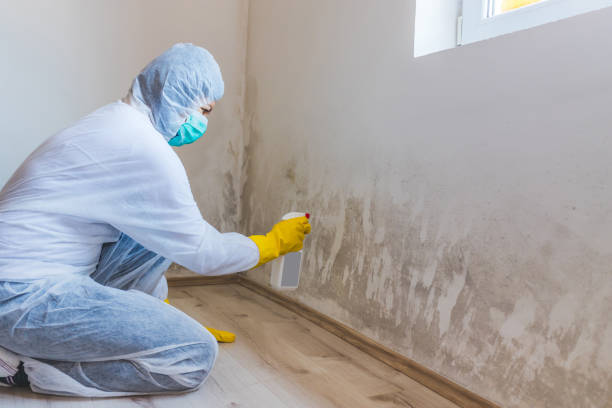 Licensed Black Mold Remediation service in Westover, PA - Mold Remediation HQ