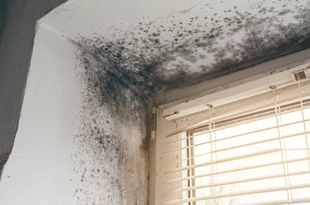 Affordable Black Mold Remediation solutions in Westover, PA