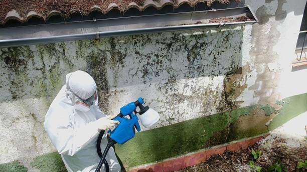 Top rated local Black Mold Remediation specialists in Westover, PA